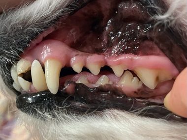 ビションフリーゼ　おもち  狂犬病のワクチンと虫の薬と歯磨きモニター IMG_2787-380x285