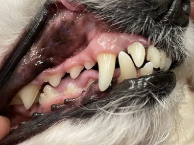 ビションフリーゼ　おもち  狂犬病のワクチンと虫の薬と歯磨きモニター IMG_2788-380x285