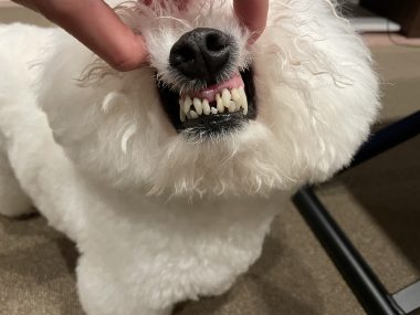 ビションフリーゼ　おもち  狂犬病のワクチンと虫の薬と歯磨きモニター IMG_2790-380x285