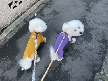 ビションフリーゼ おもち バディありがとうね IMG_2798-380x285 ビションフリーゼ おもち バディありがとうね IMG_2798-380x285