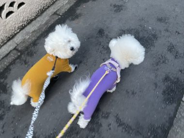 ビションフリーゼ おもち バディありがとうね IMG_2799-380x285 ビションフリーゼ おもち バディありがとうね IMG_2799-380x285