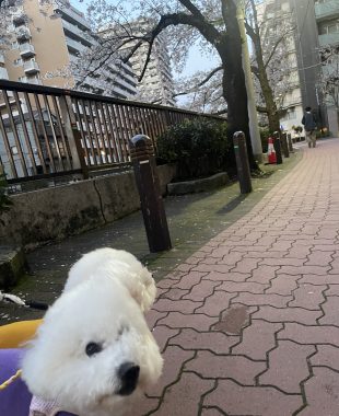 ビションフリーゼ おもち バディありがとうね IMG_2800-310x380 ビションフリーゼ おもち バディありがとうね IMG_2800-310x380