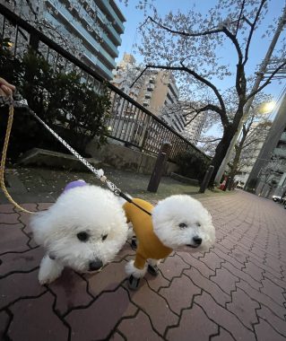 ビションフリーゼ おもち バディありがとうね IMG_2801-319x380 ビションフリーゼ おもち バディありがとうね IMG_2801-319x380