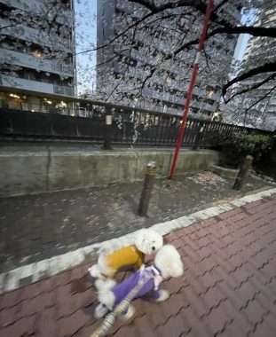 ビションフリーゼ おもち バディありがとうね IMG_2804-311x380 ビションフリーゼ おもち バディありがとうね IMG_2804-311x380