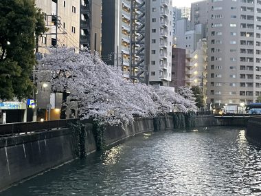 ビションフリーゼ おもち バディありがとうね IMG_2805-380x285 ビションフリーゼ おもち バディありがとうね IMG_2805-380x285