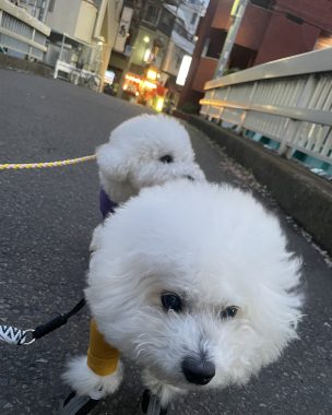 ビションフリーゼ おもち バディありがとうね IMG_2806-304x380 ビションフリーゼ おもち バディありがとうね IMG_2806-304x380