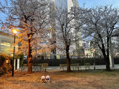 ビションフリーゼ おもち バディありがとうね IMG_2807-380x285 ビションフリーゼ おもち バディありがとうね IMG_2807-380x285