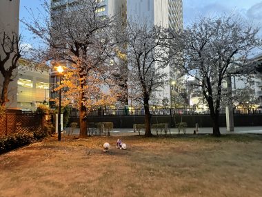 ビションフリーゼ おもち バディありがとうね IMG_2808-380x285 ビションフリーゼ おもち バディありがとうね IMG_2808-380x285