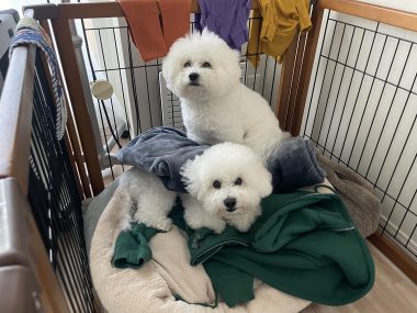 ビションフリーゼ おもち バディありがとうね IMG_2811-380x285 ビションフリーゼ おもち バディありがとうね IMG_2811-380x285