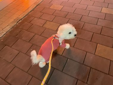 ビションフリーゼ おもち バディありがとうね IMG_2814-380x285 ビションフリーゼ おもち バディありがとうね IMG_2814-380x285