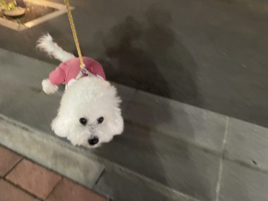 ビションフリーゼ おもち バディありがとうね IMG_2815-380x285 ビションフリーゼ おもち バディありがとうね IMG_2815-380x285