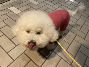 ビションフリーゼ おもち バディありがとうね IMG_2816-380x285 ビションフリーゼ おもち バディありがとうね IMG_2816-380x285