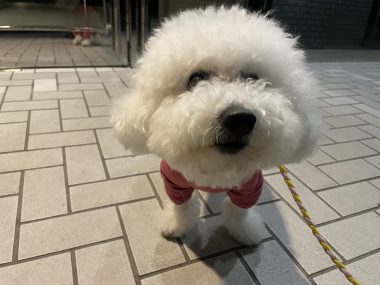 ビションフリーゼ おもち バディありがとうね IMG_2817-380x285 ビションフリーゼ おもち バディありがとうね IMG_2817-380x285