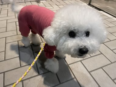 ビションフリーゼ おもち バディありがとうね IMG_2819-380x285 ビションフリーゼ おもち バディありがとうね IMG_2819-380x285