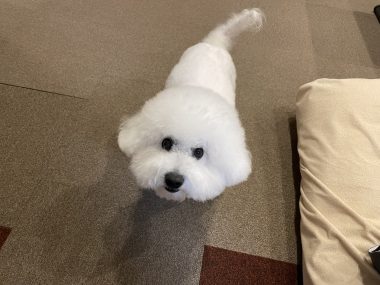 ビションフリーゼ おもち バディありがとうね IMG_2820-380x285 ビションフリーゼ おもち バディありがとうね IMG_2820-380x285