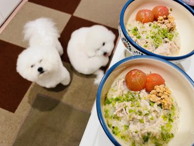 ビションフリーゼ　おもち  おもふく飯色々 IMG_2821-380x285