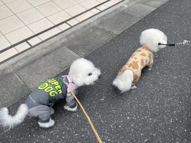 ビションフリーゼ おもち おもちふくおじさんぽ彡とか IMG_2828-380x285 ビションフリーゼ おもち おもちふくおじさんぽ彡とか IMG_2828-380x285