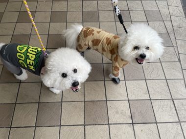 ビションフリーゼ おもち おもちふくおじさんぽ彡とか IMG_2830-380x285 ビションフリーゼ おもち おもちふくおじさんぽ彡とか IMG_2830-380x285