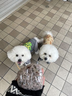 ビションフリーゼ おもち おもちふくおじさんぽ彡とか IMG_2831-scaled-e1775488896643-285x380 ビションフリーゼ おもち おもちふくおじさんぽ彡とか IMG_2831-scaled-e1775488896643-285x380