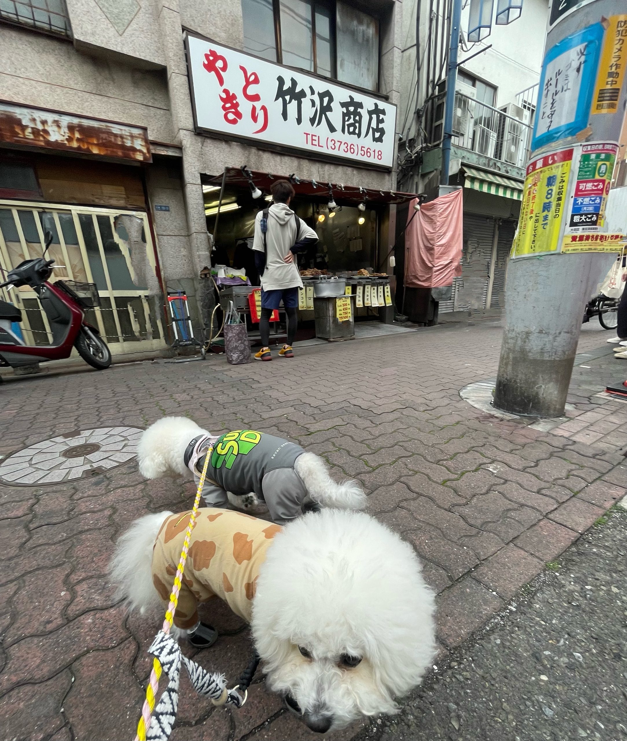 ビションフリーゼ おもち おもちふくおじさんぽ彡とか IMG_2832-scaled ビションフリーゼ おもち おもちふくおじさんぽ彡とか IMG_2832-scaled