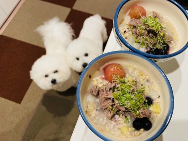 ビションフリーゼ　おもち  おもふく飯色々 IMG_2835-380x285