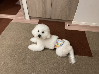 ビションフリーゼ おもち おもちふくおじさんぽ彡とか IMG_2836-380x285 ビションフリーゼ おもち おもちふくおじさんぽ彡とか IMG_2836-380x285