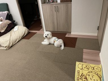 ビションフリーゼ おもち おもちふくおじさんぽ彡とか IMG_2837-380x285 ビションフリーゼ おもち おもちふくおじさんぽ彡とか IMG_2837-380x285