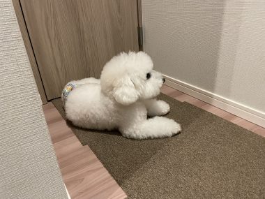 ビションフリーゼ おもち おもちふくおじさんぽ彡とか IMG_2838-380x285 ビションフリーゼ おもち おもちふくおじさんぽ彡とか IMG_2838-380x285