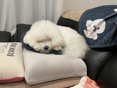 ビションフリーゼ おもち おもちふくおじさんぽ彡とか IMG_2839-380x285 ビションフリーゼ おもち おもちふくおじさんぽ彡とか IMG_2839-380x285