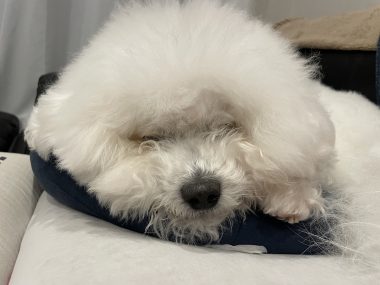 ビションフリーゼ おもち おもちふくおじさんぽ彡とか IMG_2840-380x285 ビションフリーゼ おもち おもちふくおじさんぽ彡とか IMG_2840-380x285