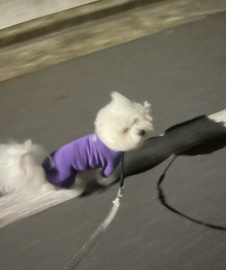 ビションフリーゼ おもち おもちふくおじさんぽ彡とか IMG_2842-318x380 ビションフリーゼ おもち おもちふくおじさんぽ彡とか IMG_2842-318x380