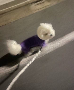 ビションフリーゼ おもち おもちふくおじさんぽ彡とか IMG_2843-313x380 ビションフリーゼ おもち おもちふくおじさんぽ彡とか IMG_2843-313x380