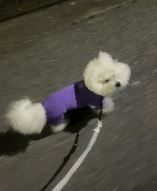 ビションフリーゼ おもち おもちふくおじさんぽ彡とか IMG_2844-313x380 ビションフリーゼ おもち おもちふくおじさんぽ彡とか IMG_2844-313x380