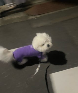 ビションフリーゼ おもち おもちふくおじさんぽ彡とか IMG_2845-318x380 ビションフリーゼ おもち おもちふくおじさんぽ彡とか IMG_2845-318x380