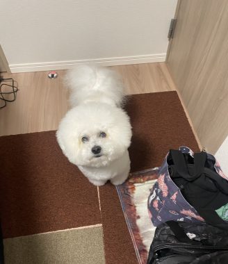 ビションフリーゼ おもち おもちふくおじさんぽ彡とか IMG_2846-328x380 ビションフリーゼ おもち おもちふくおじさんぽ彡とか IMG_2846-328x380