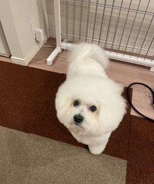 ビションフリーゼ おもち おもちふくおじさんぽ彡とか IMG_2848-318x380 ビションフリーゼ おもち おもちふくおじさんぽ彡とか IMG_2848-318x380