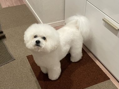 ビションフリーゼ おもち おもちふくおじさんぽ彡とか IMG_2849-380x285 ビションフリーゼ おもち おもちふくおじさんぽ彡とか IMG_2849-380x285