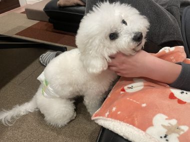 ビションフリーゼ おもち おもちふくおじさんぽ彡とか IMG_2850-380x285 ビションフリーゼ おもち おもちふくおじさんぽ彡とか IMG_2850-380x285