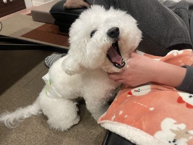 ビションフリーゼ おもち おもちふくおじさんぽ彡とか IMG_2851-380x285 ビションフリーゼ おもち おもちふくおじさんぽ彡とか IMG_2851-380x285