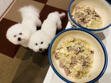 ビションフリーゼ　おもち  おもふく飯色々 IMG_2852-380x285