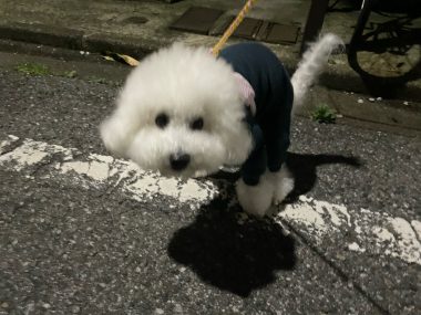 ビションフリーゼ　おもち  海の公園とか IMG_2853-380x285