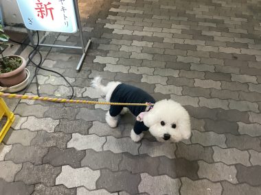 ビションフリーゼ　おもち  海の公園とか IMG_2855-380x285