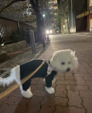 ビションフリーゼ　おもち  海の公園とか IMG_2858-312x380