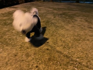 ビションフリーゼ　おもち  海の公園とか IMG_2862-380x285