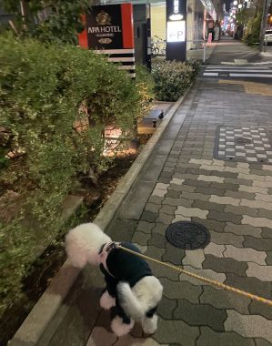 ビションフリーゼ　おもち  海の公園とか IMG_2863-299x380