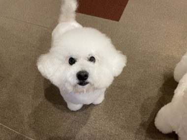 ビションフリーゼ　おもち  海の公園とか IMG_2864-380x285