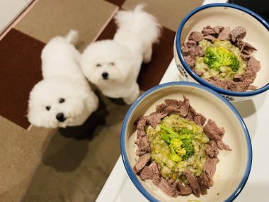 ビションフリーゼ　おもち  おもふく飯色々 IMG_2868-380x285