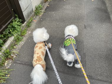 ビションフリーゼ　おもち  海の公園とか IMG_2870-380x285
