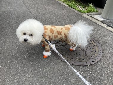 ビションフリーゼ　おもち  海の公園とか IMG_2871-380x285