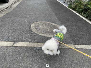 ビションフリーゼ　おもち  海の公園とか IMG_2872-380x285